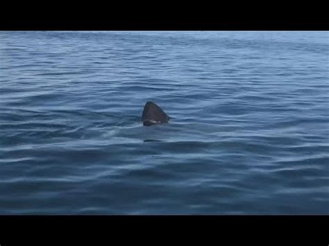 Maine shark sightings on the rise, officials say – NECN.